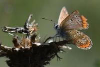 Aricia agestis