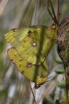 Colias alfacariensis
