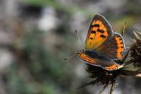 Lycaena phlaeas