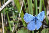 Lysandra bellargus