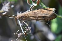 Nomophila noctuella
