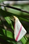 Rhodometra sacraria