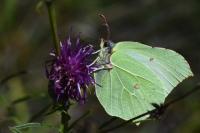 Gonepteryx rhamni