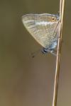 Lampides boeticus