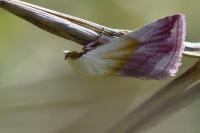 Eublemma purpurina