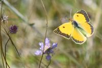 Colias crocea