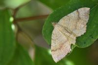 Camptogramma bilineata