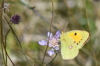 Colias crocea