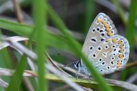 Polyommatus icarus