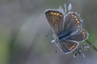 Polyommatus icarus