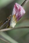 Eublemma purpurina