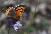 Lycaena phlaeas