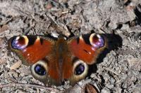 Aglais io