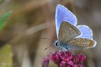 Polyommatus icarus