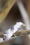 Cochylis posterana
