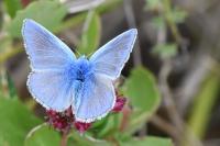 Polyommatus icarus
