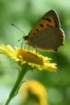 Lycaena phlaeas