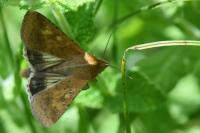 Helicoverpa armigera