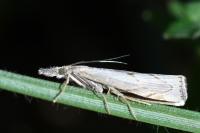 Agriphila geniculea
