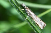 Agriphila geniculea