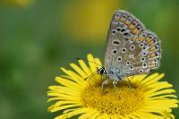 Polyommatus icarus