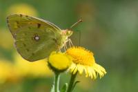 Colias crocea