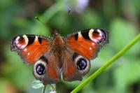 Aglais io