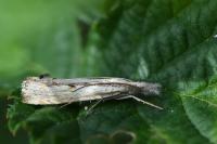 Agriphila geniculea