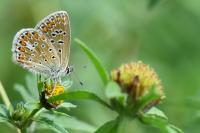 Polyommatus icarus