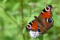 Aglais io