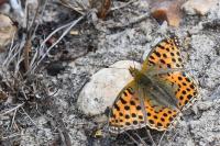 Issoria lathonia