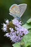 Polyommatus icarus
