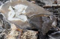 Maniola jurtina