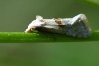 Cochylimorpha straminea