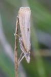 Agriphila inquinatella