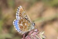Lysandra bellargus