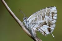 Cacyreus marshalli