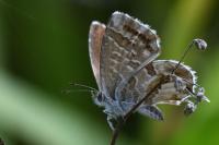 Cacyreus marshalli