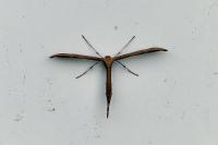 Emmelina monodactyla