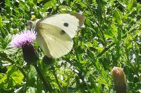 Pieris brassicae