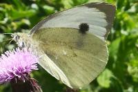 Pieris brassicae