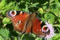 Aglais io