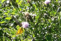 Colias crocea