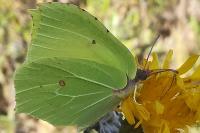 Gonepteryx rhamni