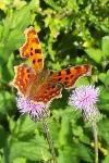 Polygonia c-album