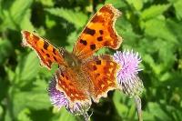 Polygonia c-album