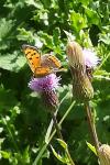 Lycaena phlaeas