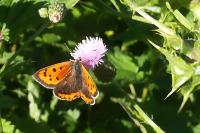 Lycaena phlaeas