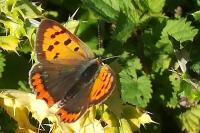 Lycaena phlaeas