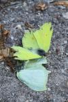 Gonepteryx rhamni